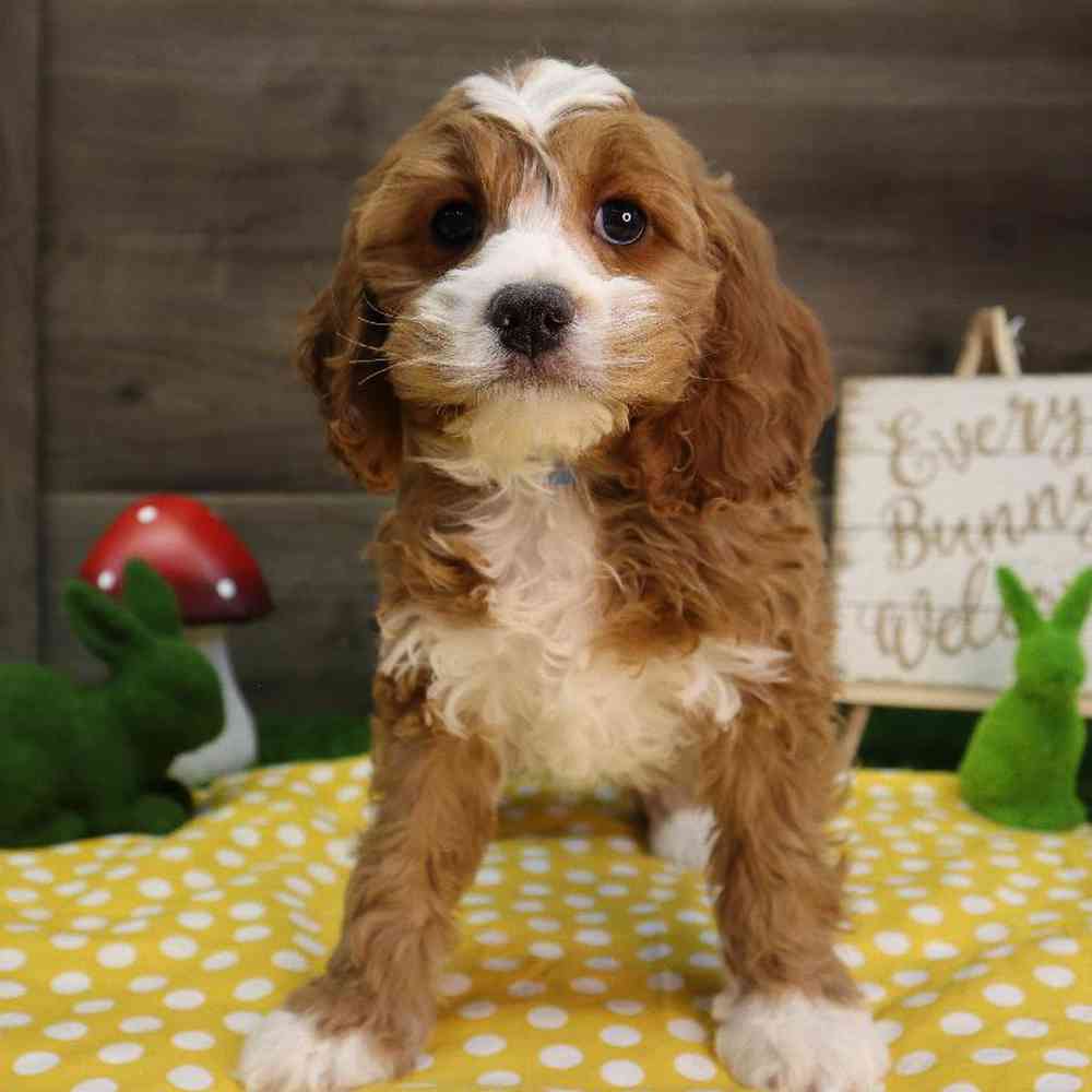carousel pet images