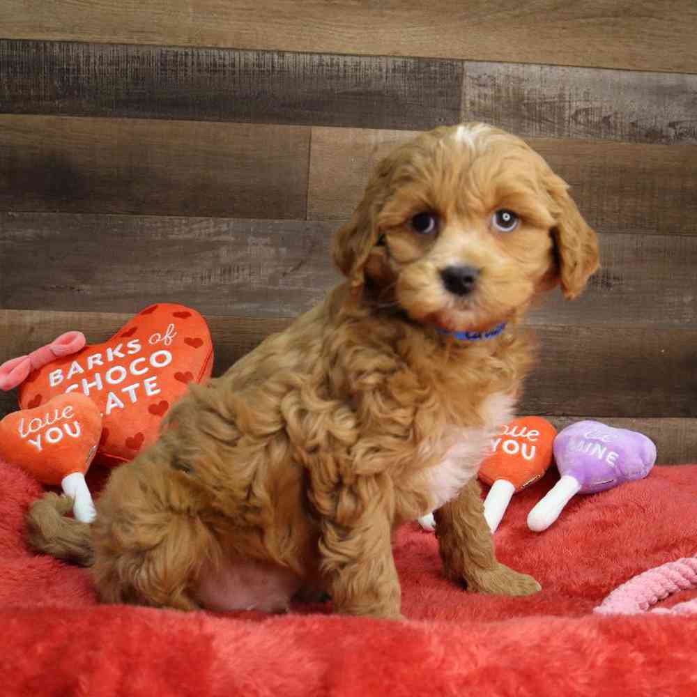Male Cavapoo Puppy for Sale in Blaine, MN