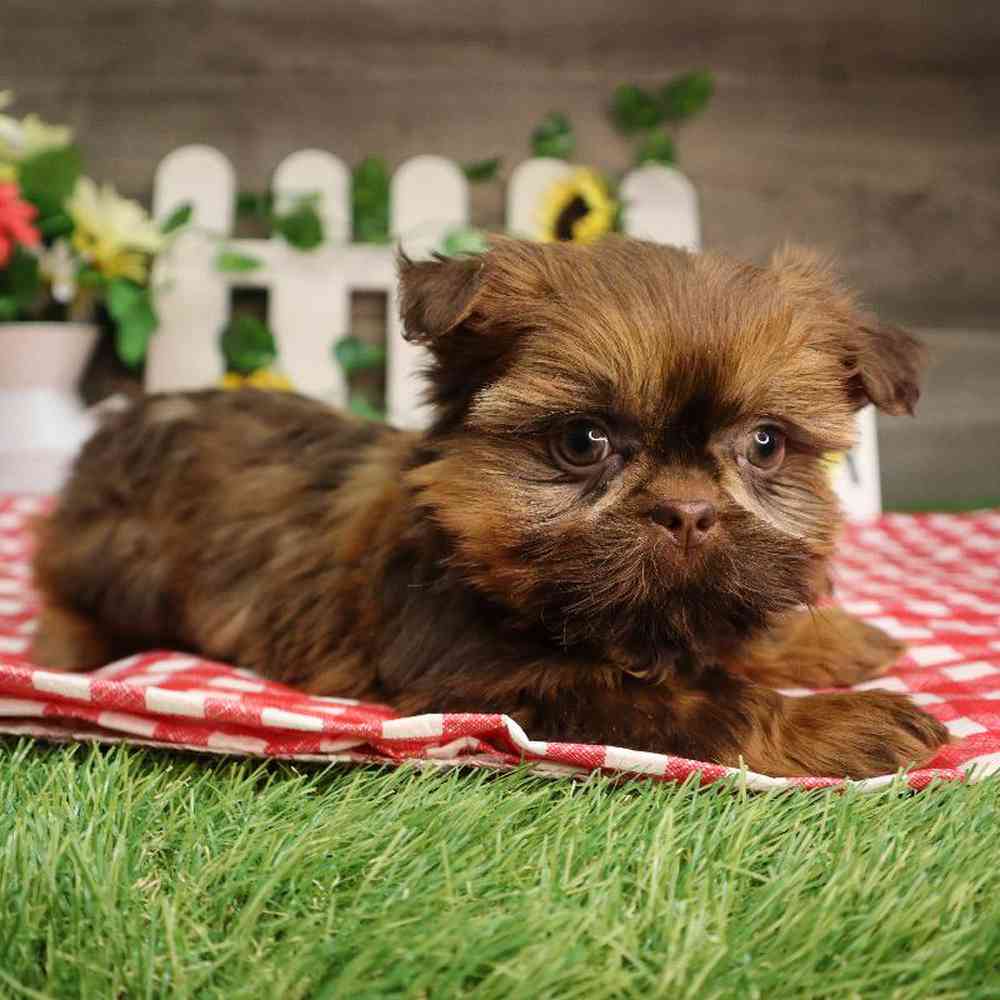 carousel pet images