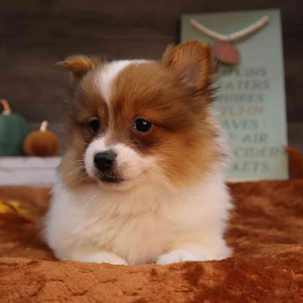 carousel pet images