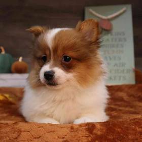 Pomeranian
