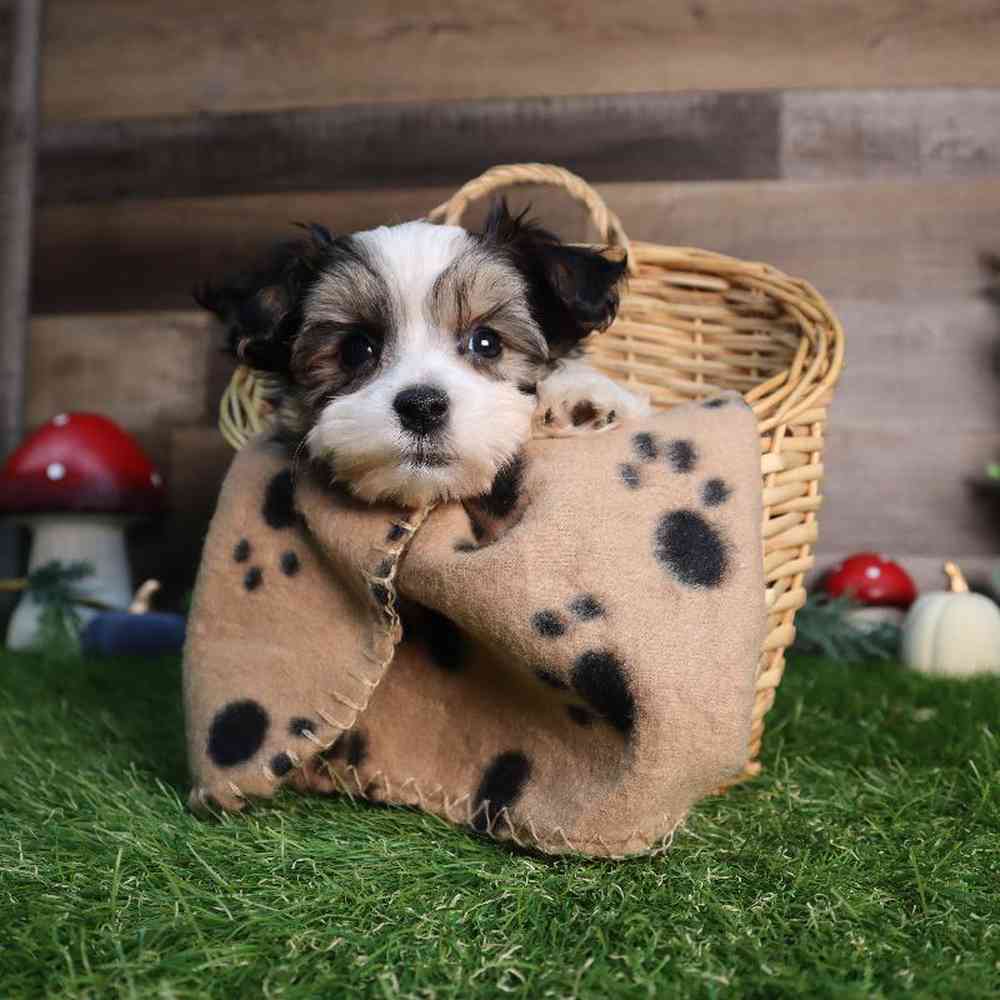 carousel pet images