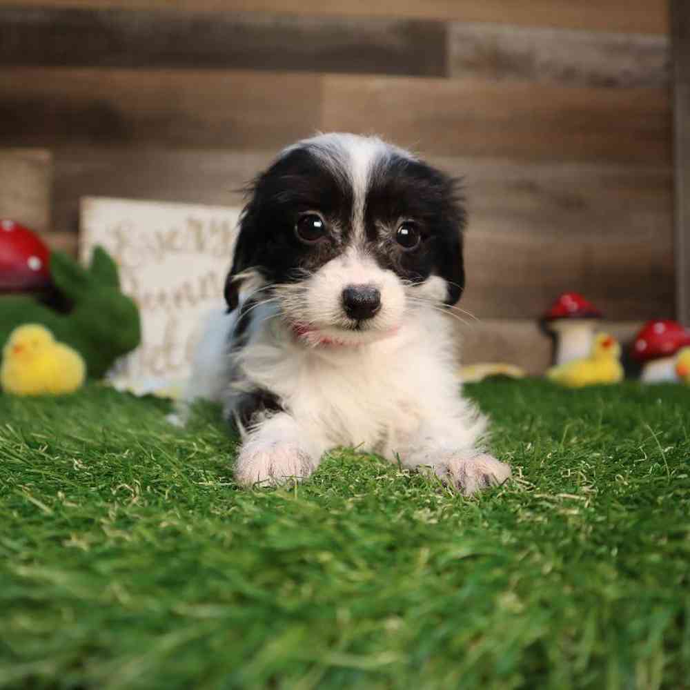 carousel pet images