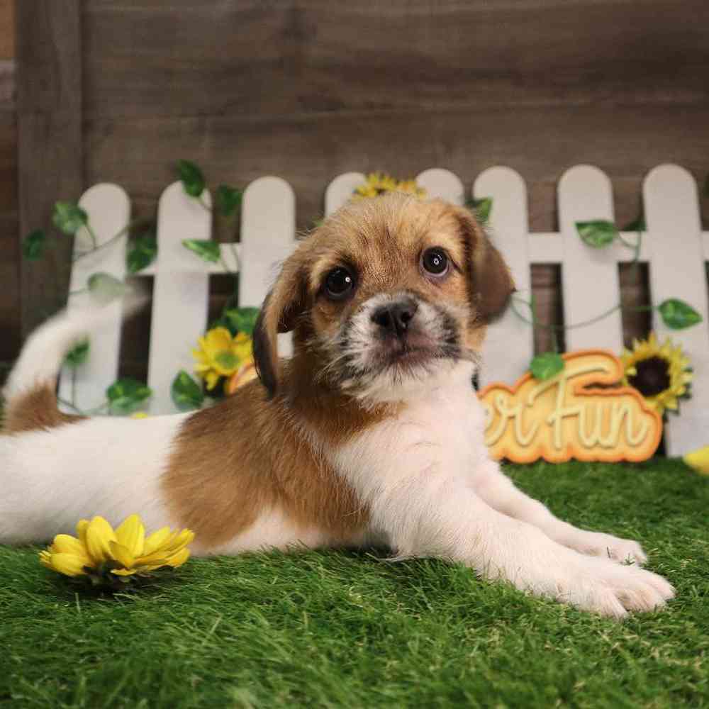 Male Ratshi Terrier Puppy for Sale in Blaine, MN