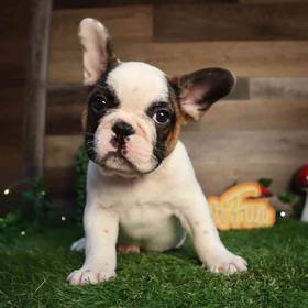 French Bulldog