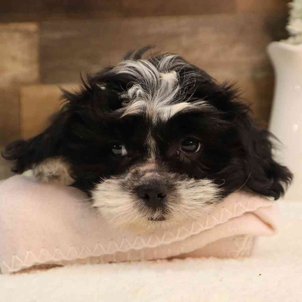 Male Shih Tzu Puppy for sale