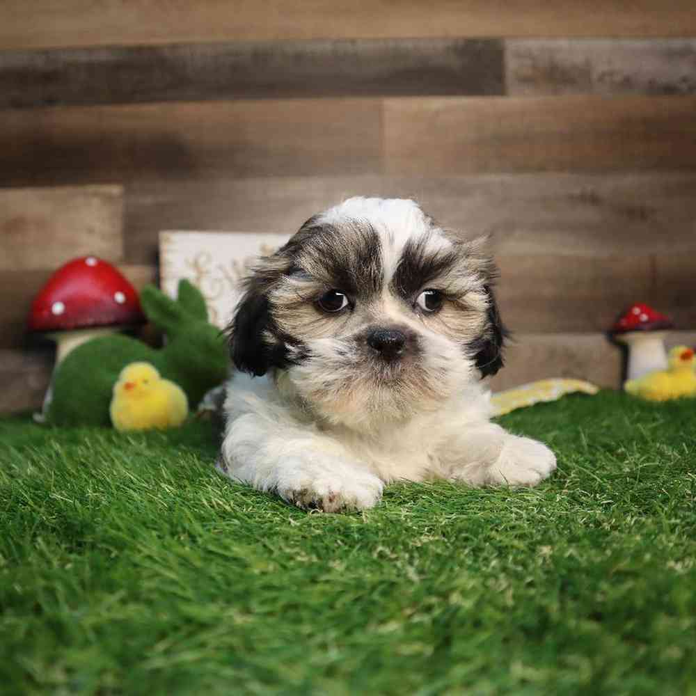 carousel pet images