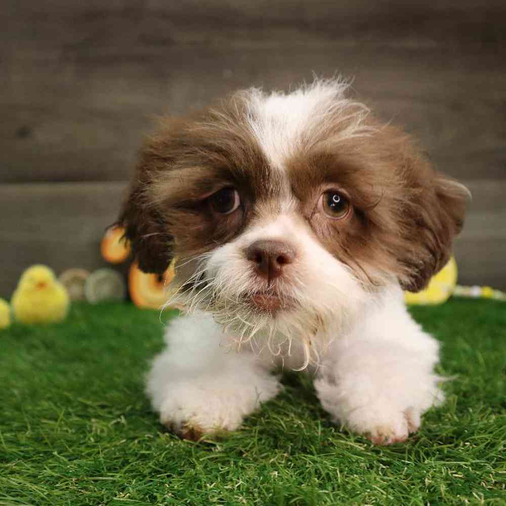 carousel pet images