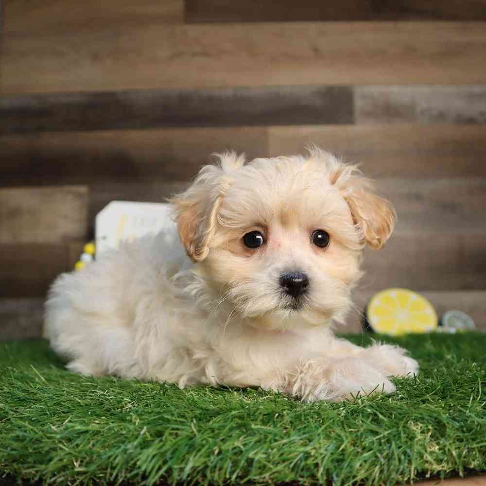 Female Maltipoo Puppy for Sale in Blaine, MN