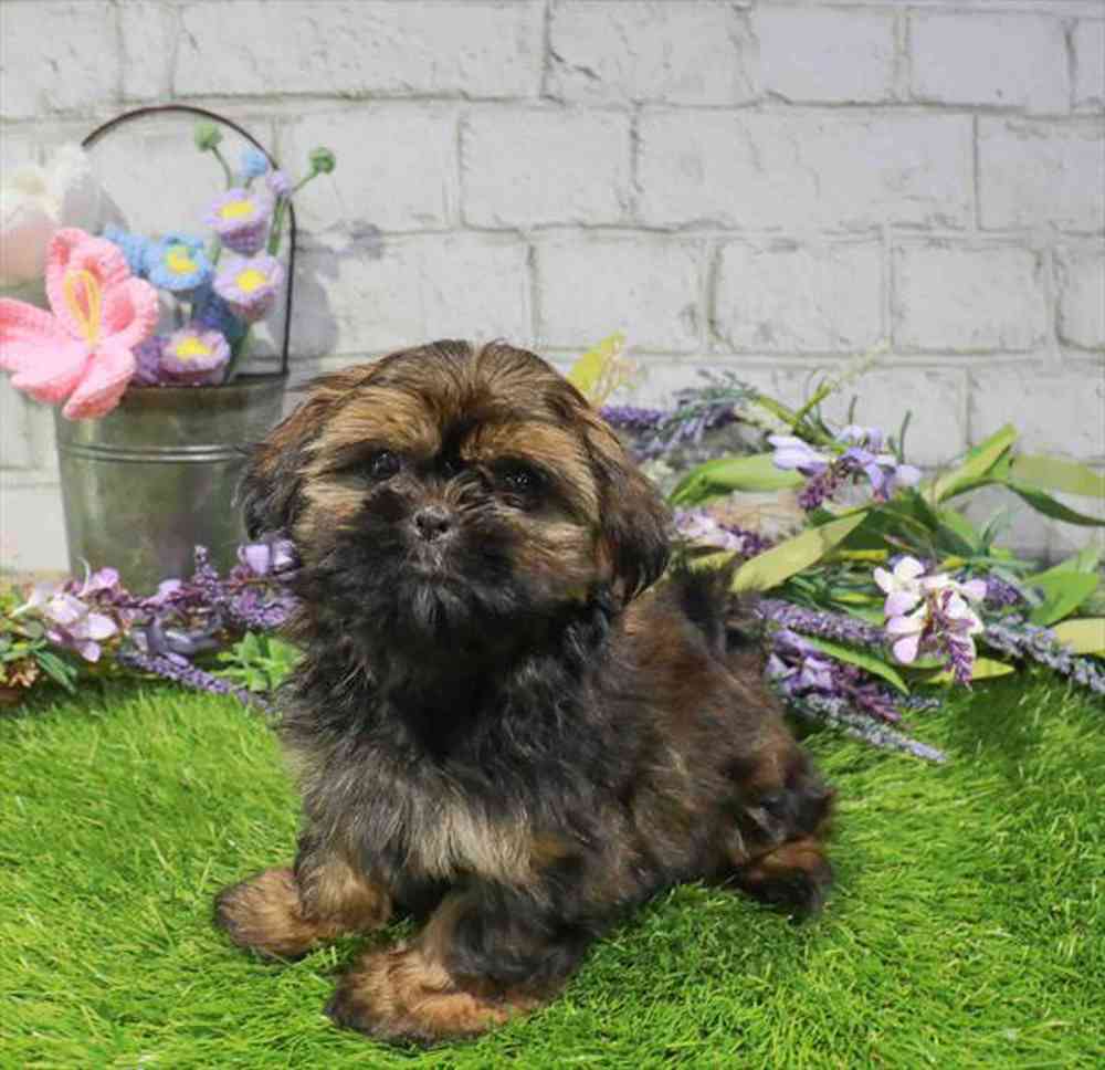 carousel pet images