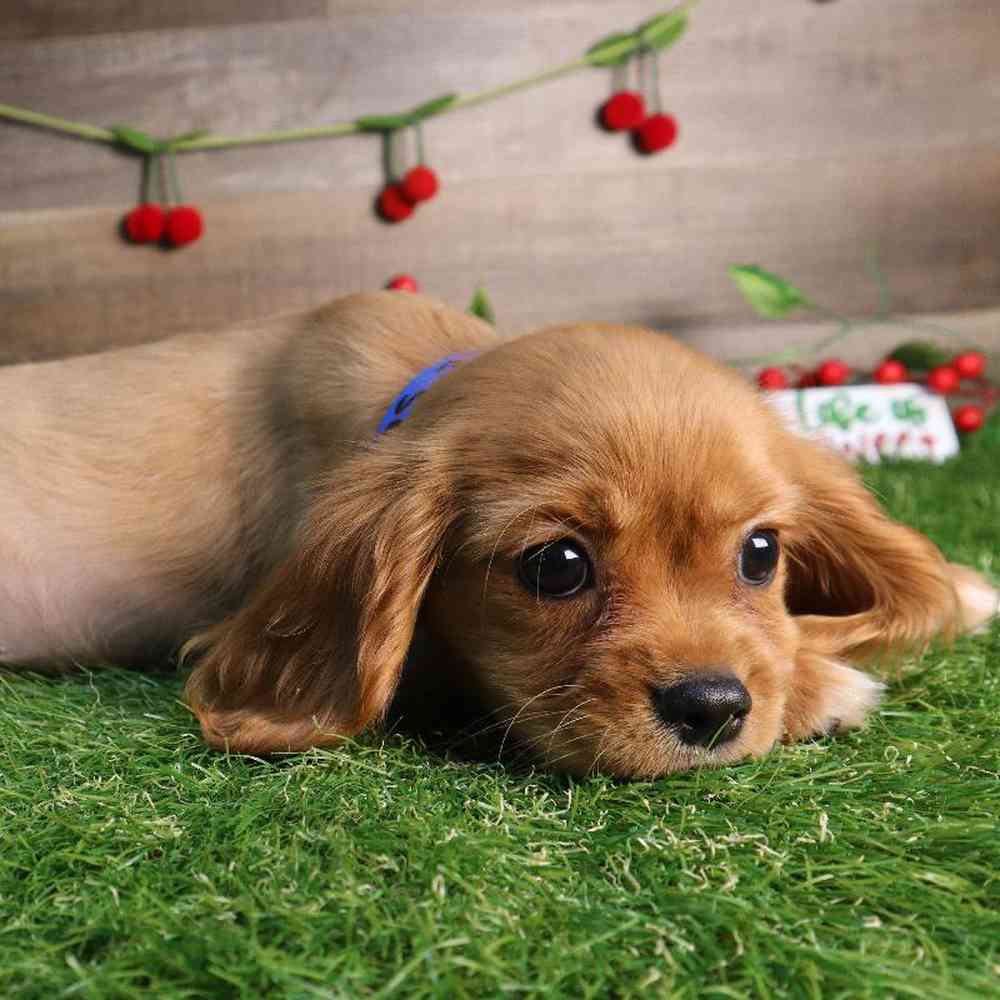 carousel pet images