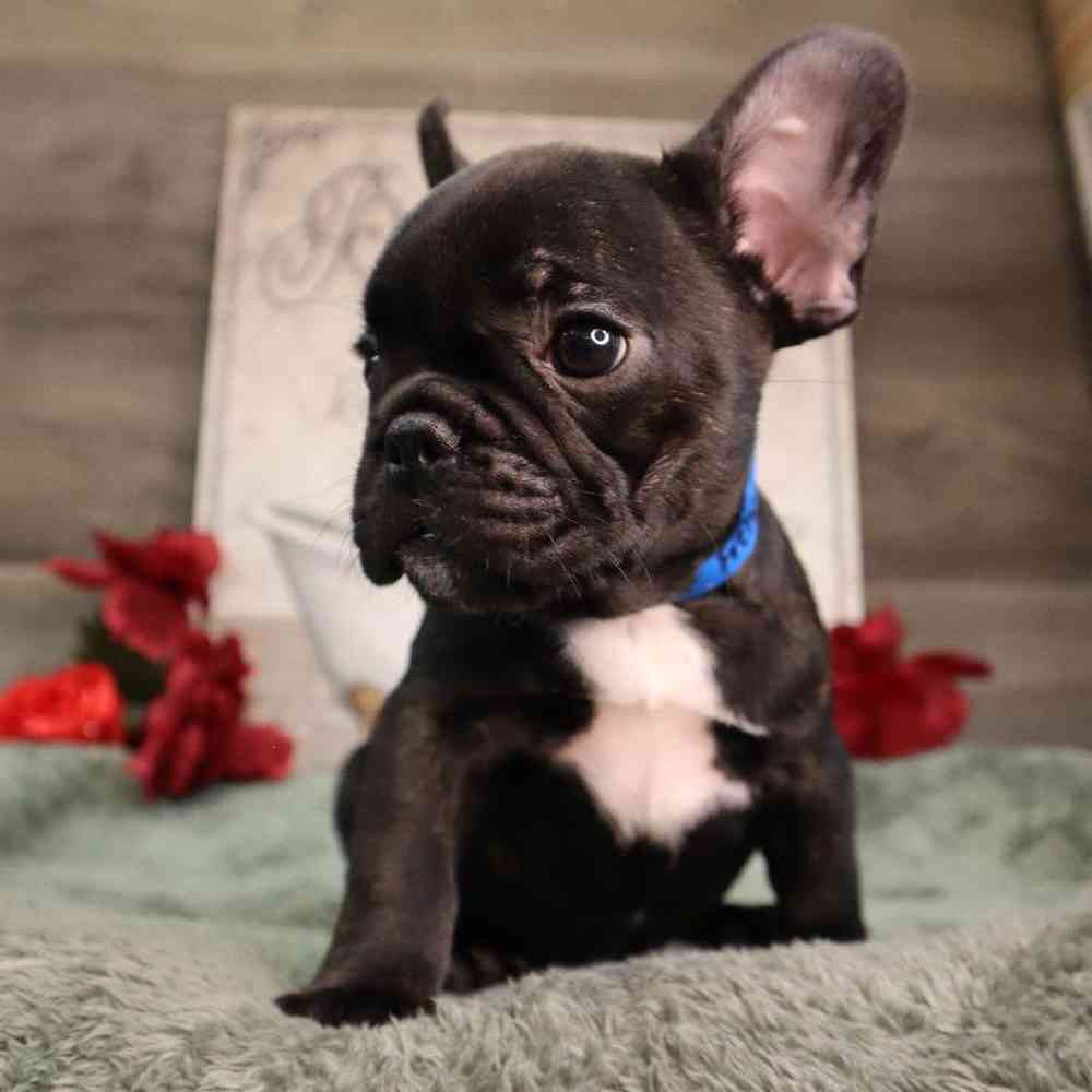 Male French Bulldog Puppy for Sale in Blaine, MN