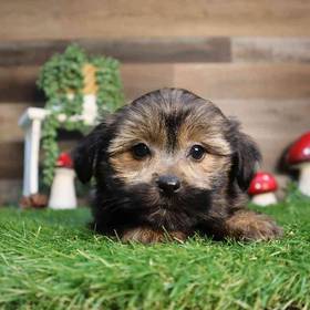 Teddy Yorkie