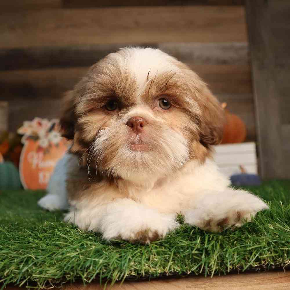 carousel pet images