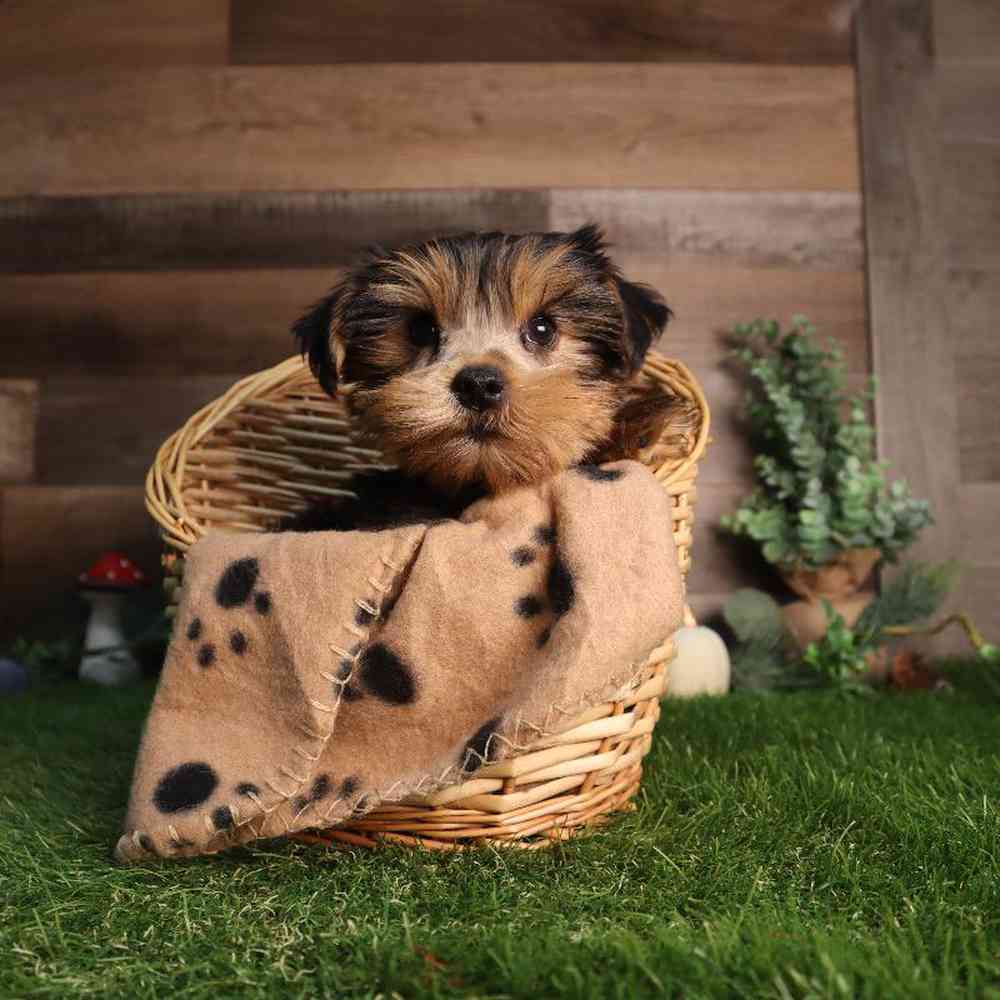 Male Yorkshire Terrier Puppy for Sale in Blaine, MN