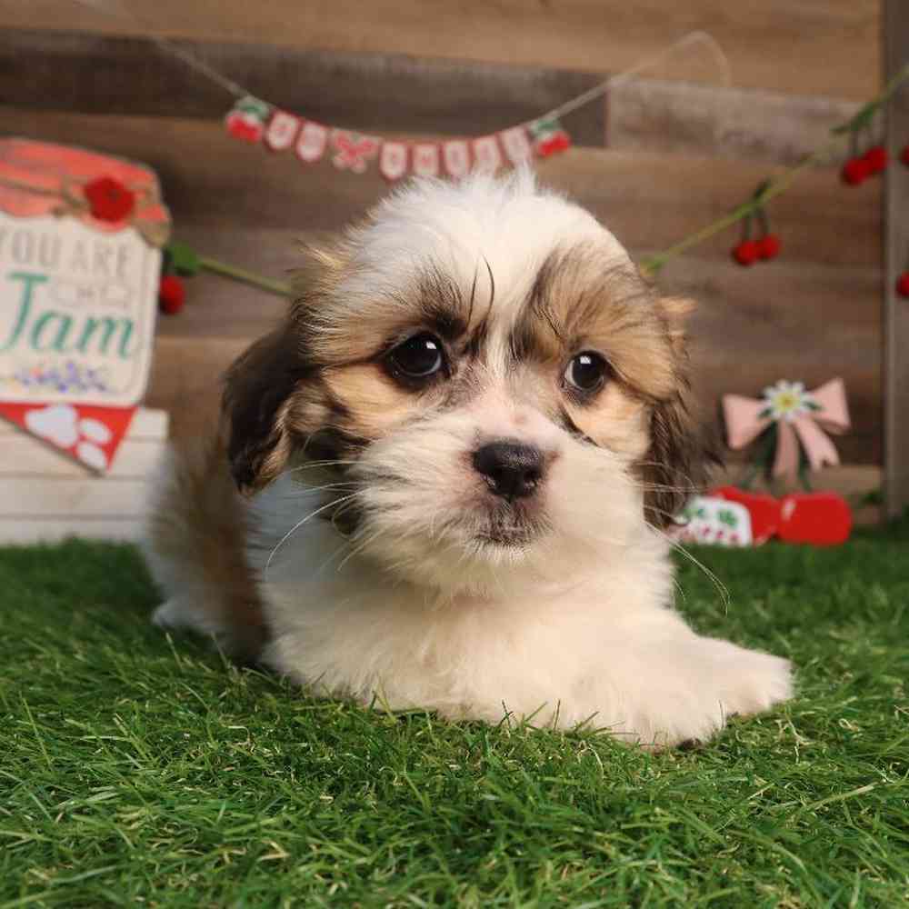 carousel pet images