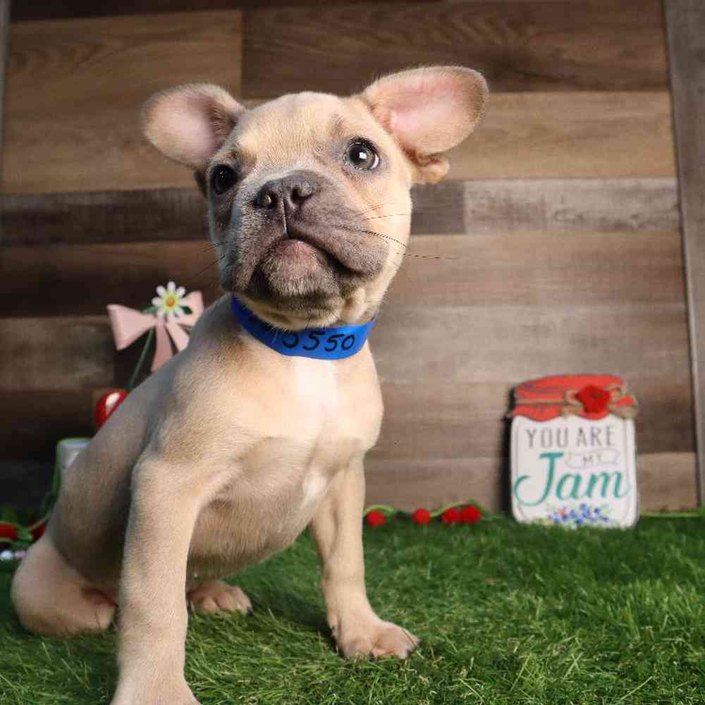 Male French Bulldog Puppy for Sale in Blaine, MN