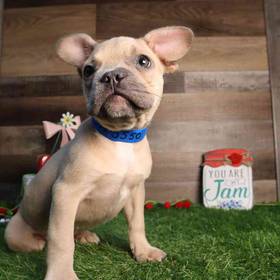 French Bulldog