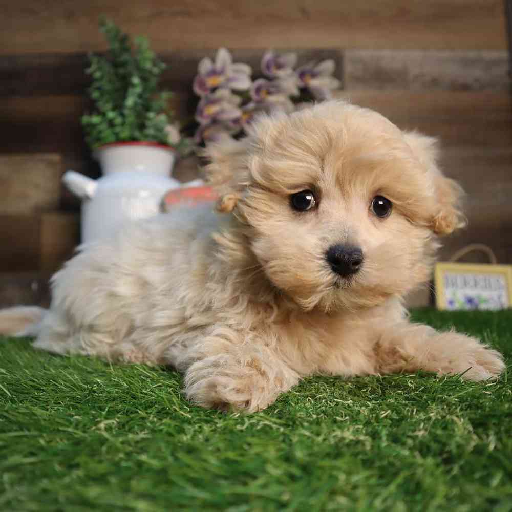 Male Maltipoo Puppy for Sale in Blaine, MN