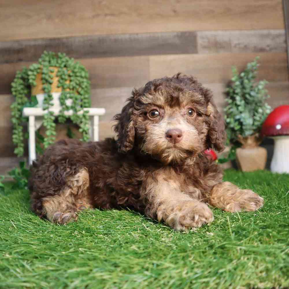 carousel pet images