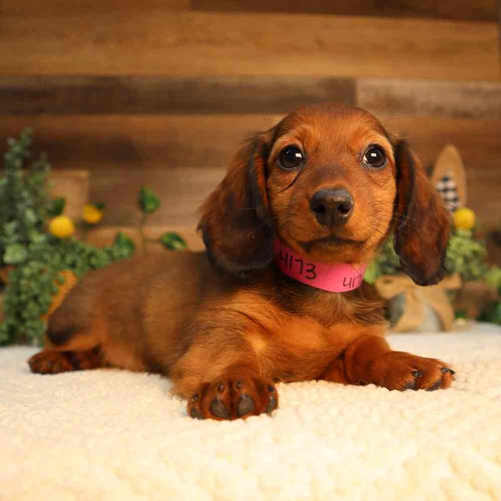 Female Dachshund Puppy for Sale in Blaine, MN