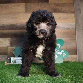 Mini BerneDoodle