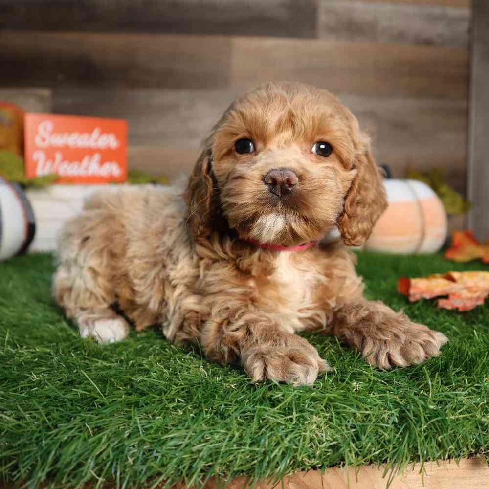carousel pet images