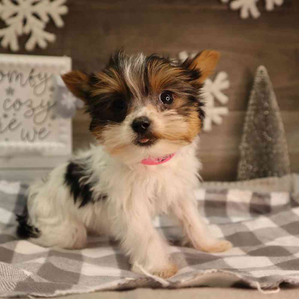 carousel pet images