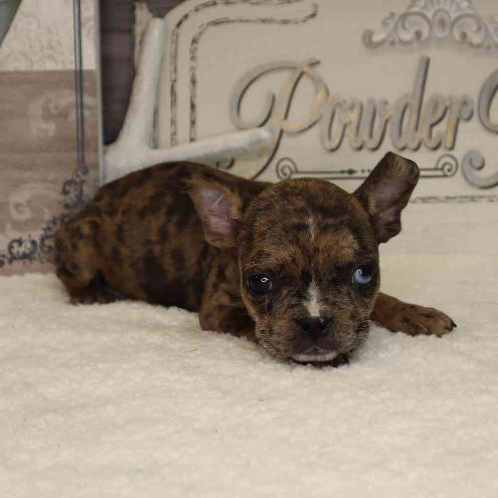 Female Frenchton Puppy for sale