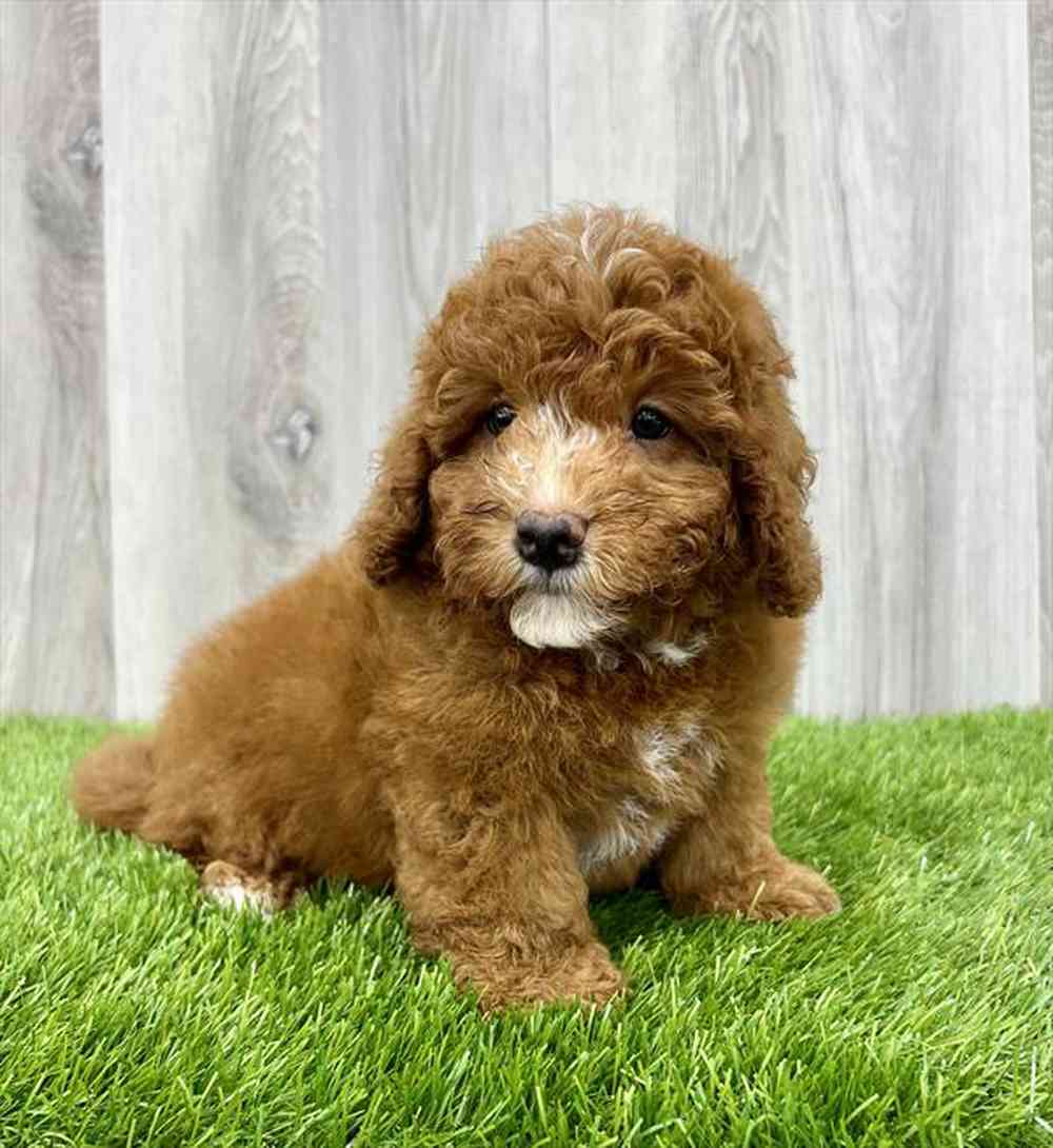 carousel pet images