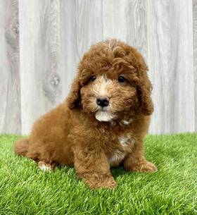 Mini BerneDoodle