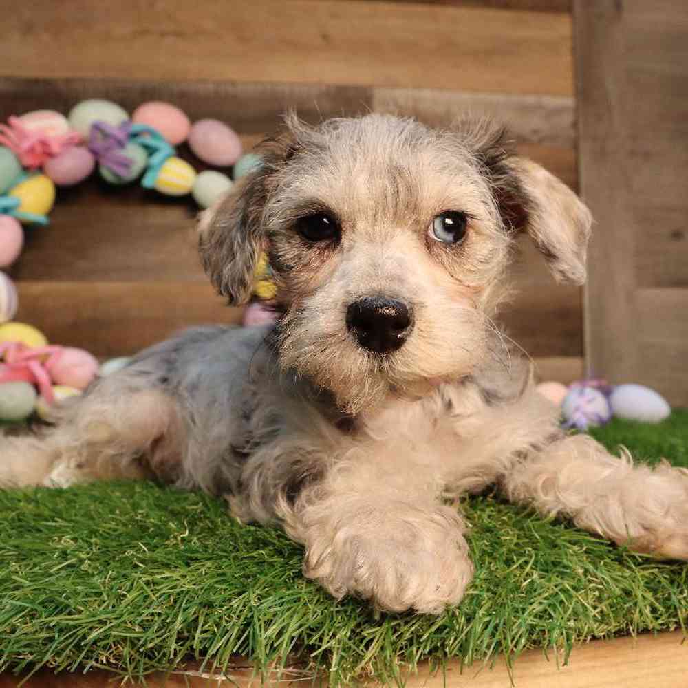 Schnoodle Puppy for sale - Four Paws and a Tail