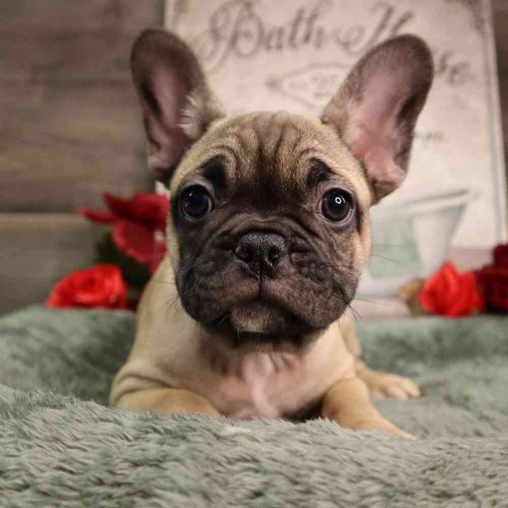 Male French Bulldog Puppy for Sale in Blaine, MN