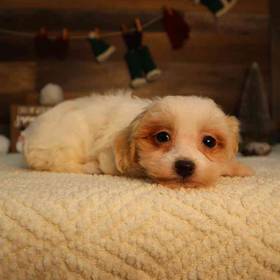 Maltipoo