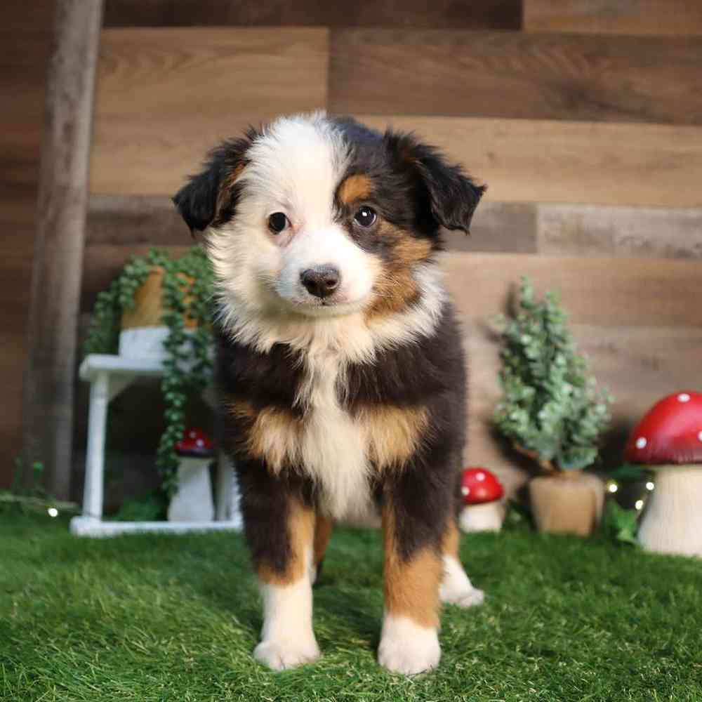 Image of a pet breed in the gallery