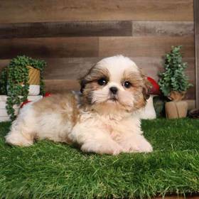 Shih Tzu