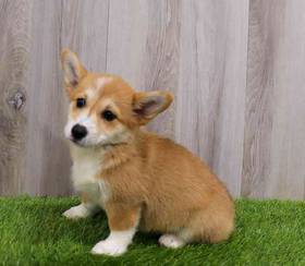 Pembroke Welsh Corgi