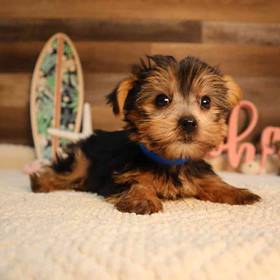 Yorkshire Terrier