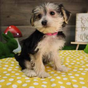 Morkie
