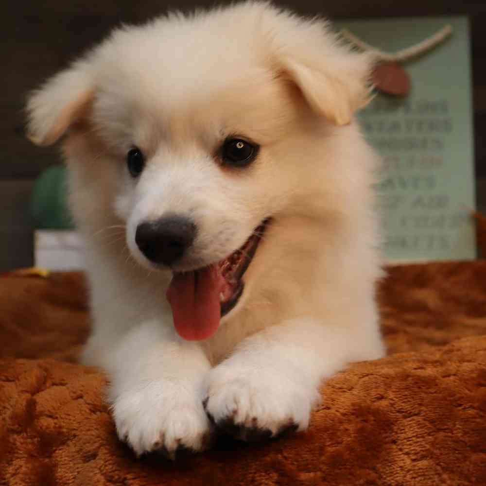 carousel pet images