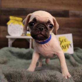 Pug