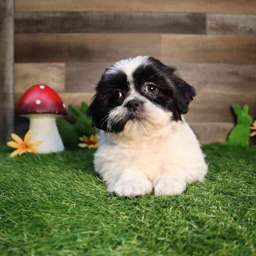 carousel pet images