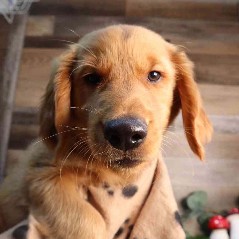 Male Golden Retriever Puppy for Sale in Blaine, MN