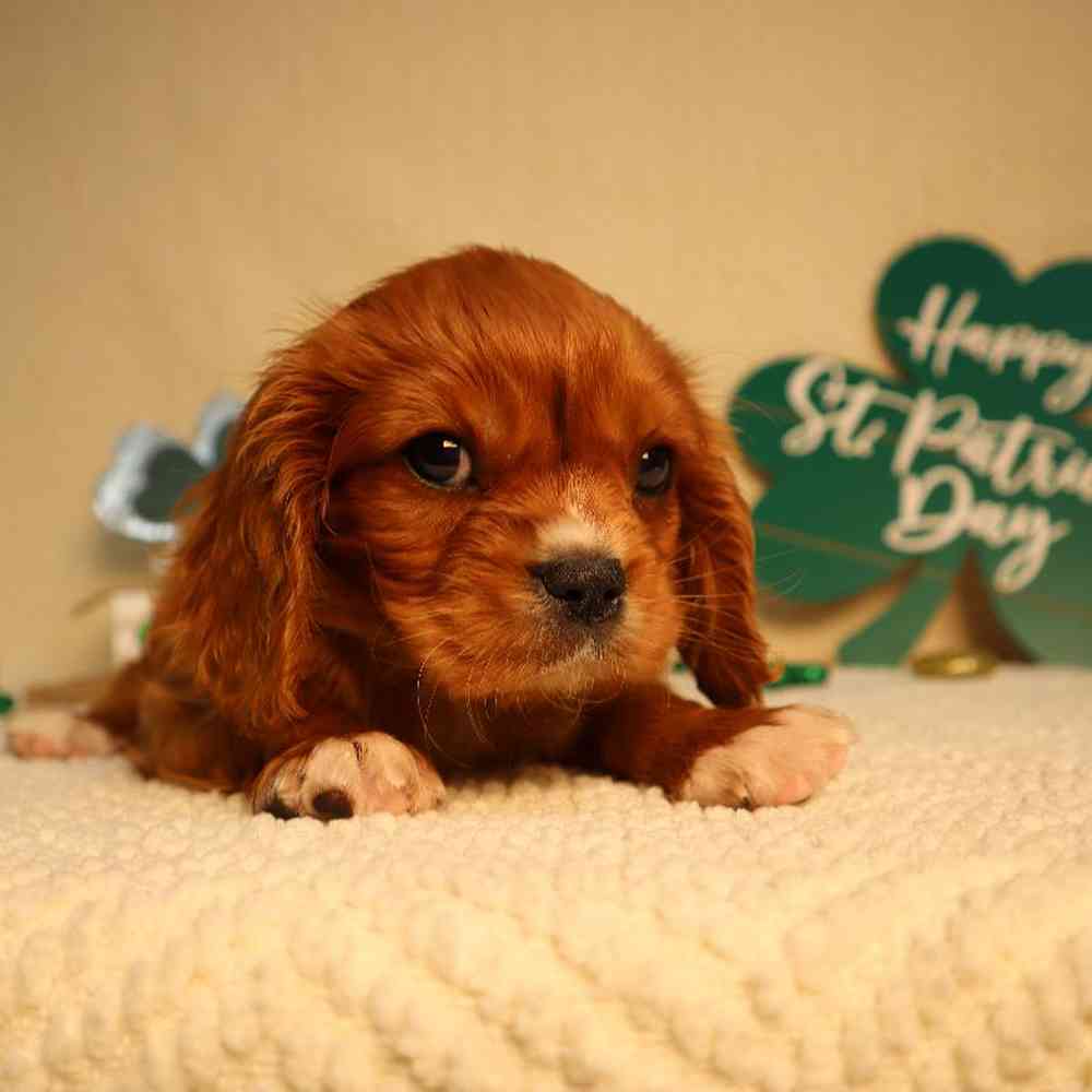 Male Cavalier King Charles Spaniel Puppy for Sale in Blaine, MN