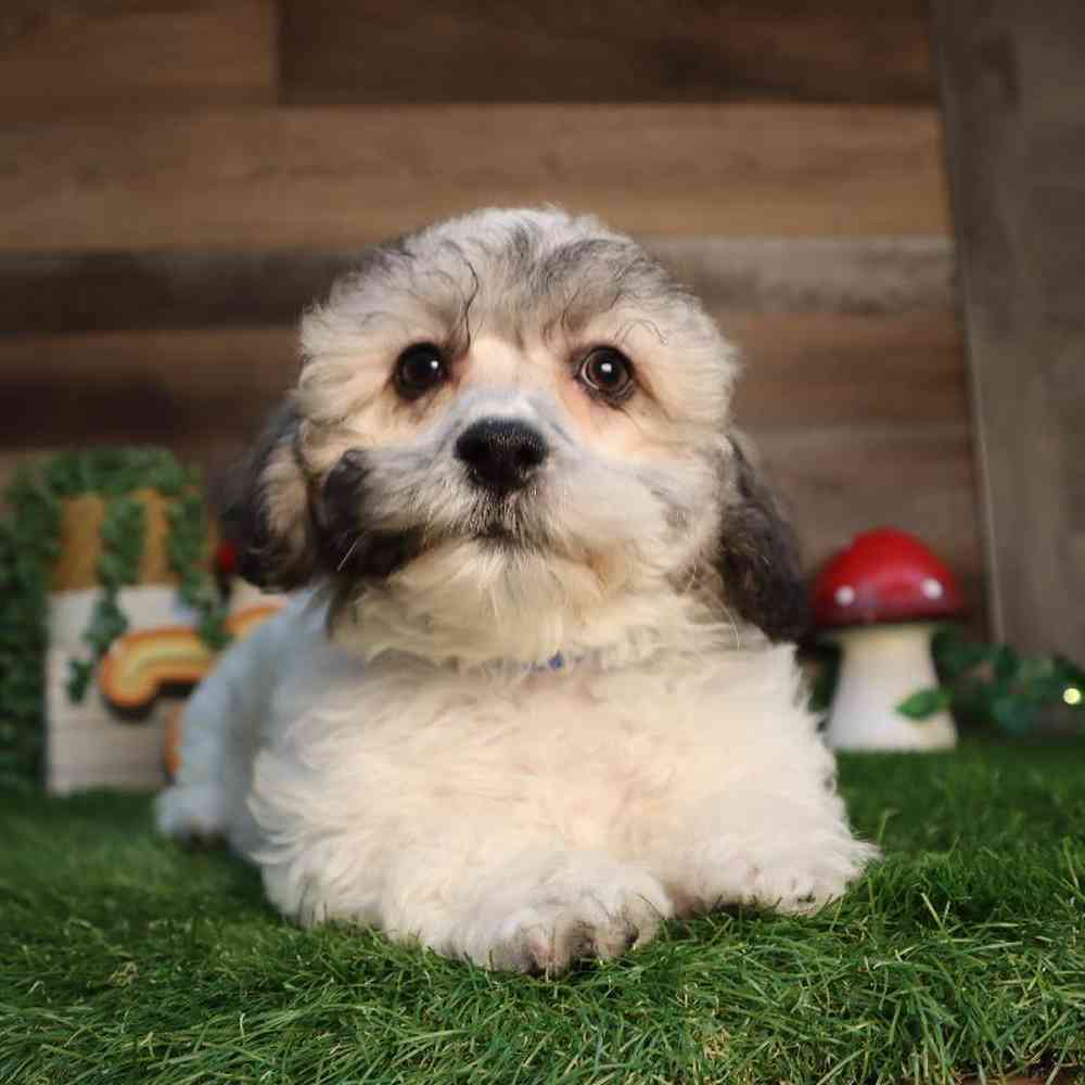 Male Teddy Bear Puppy for Sale in Blaine, MN