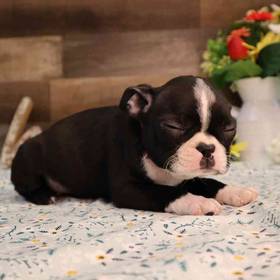 Boston Terrier