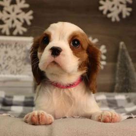 Cavalier King Charles Spaniel