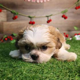 Shih Tzu