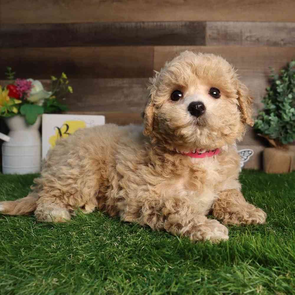 Female Bichon-Poo Puppy for Sale in Blaine, MN