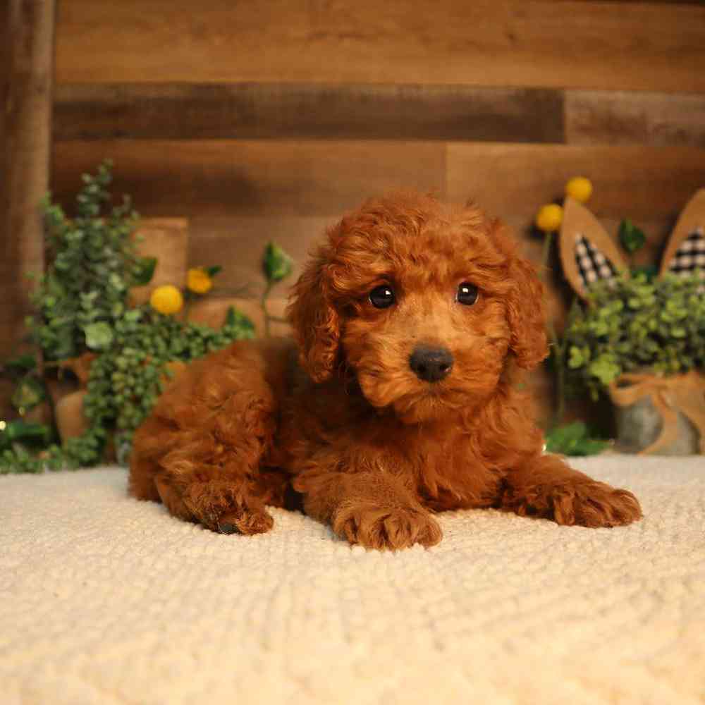 Image of a pet breed in the gallery